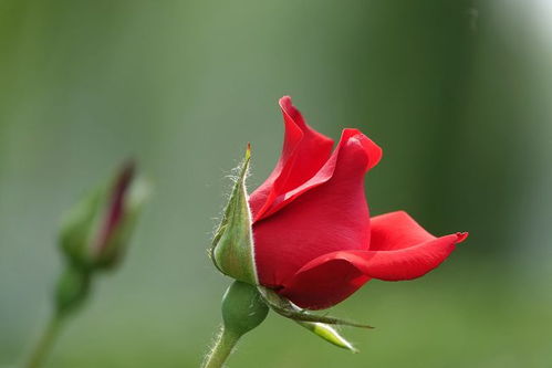 抗病虫害的月季品种