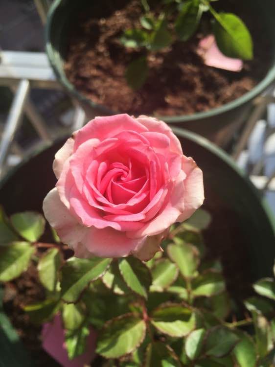 单花期长的藤本月季