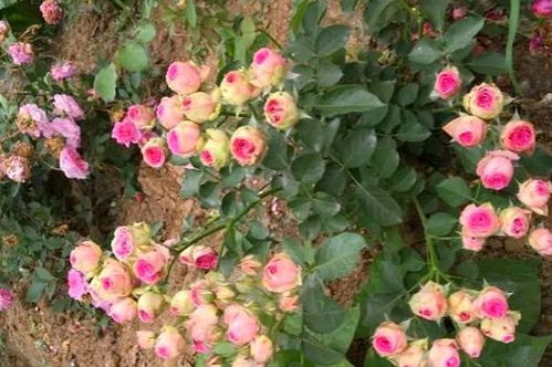 超感月季优缺点