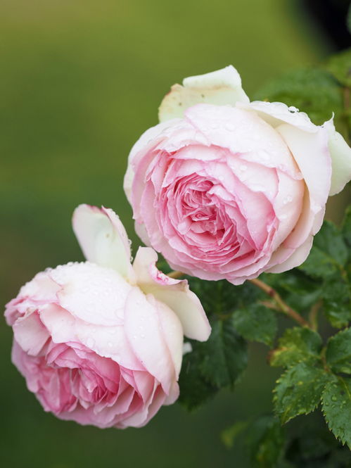 古老品种老K月季