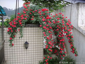 开花最多的藤本月季