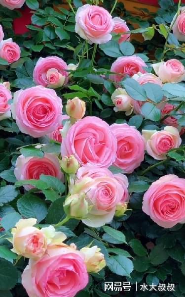 十大长势最快的爬藤月季