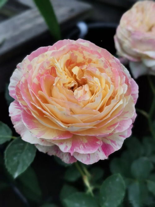 真宙月季耐雨淋吗