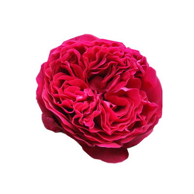 胭脂口红月季是灌木还是藤本