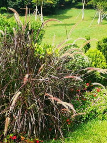 夏天养这几种植物开花特旺盛,极其耐热耐旱,适合养成阳台盆栽