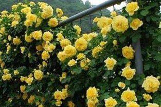 爬的最高的藤本月季品种