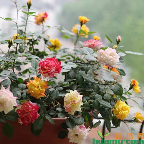 十大公认爬藤月季排名