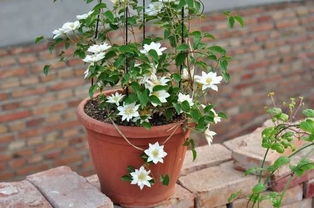 适合盆栽的爬藤花卉