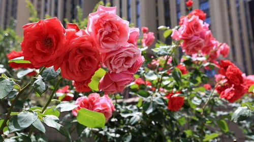 阳台系列月季排名