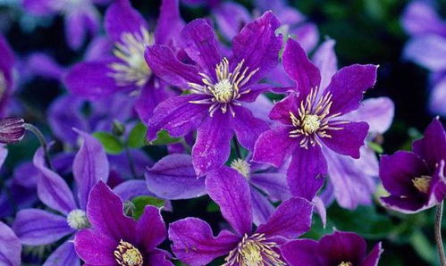 铁线莲的风水禁忌