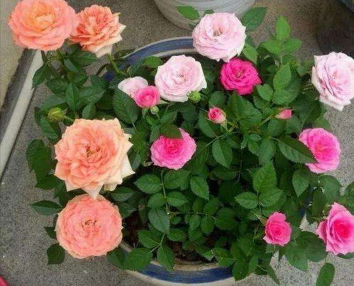 花期最长的月季品种