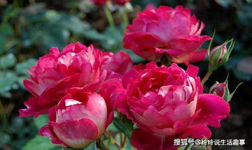 喜欢菊花,不如养盆 高档玫瑰 马萨德医生,颜色鲜艳,好养活 花色