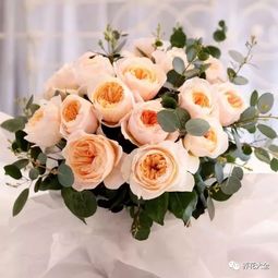 合唱团月季是藤本还是灌木