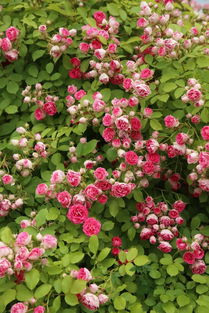 胭脂扣月季一年开几次花