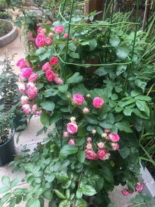 胭脂扣在广东开花吗