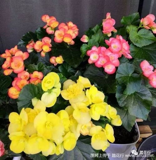 最耐阴的十大开花植物