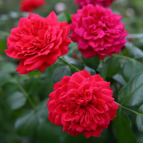 又香又抗病的藤本月季