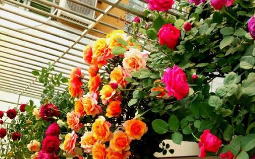 铃之妖精后悔入手的月季