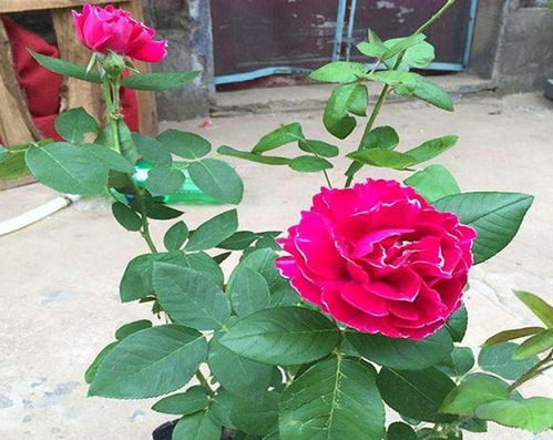 最不建议养的月季