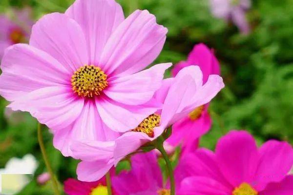 草本植物和灌木生长环境