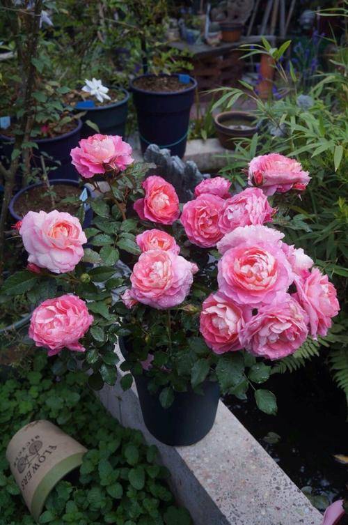 海神王阳台月季图片