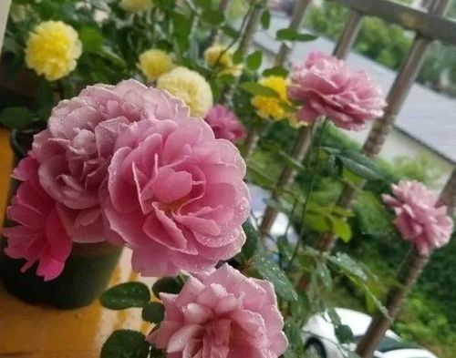 无病虫害勤花的月季品种