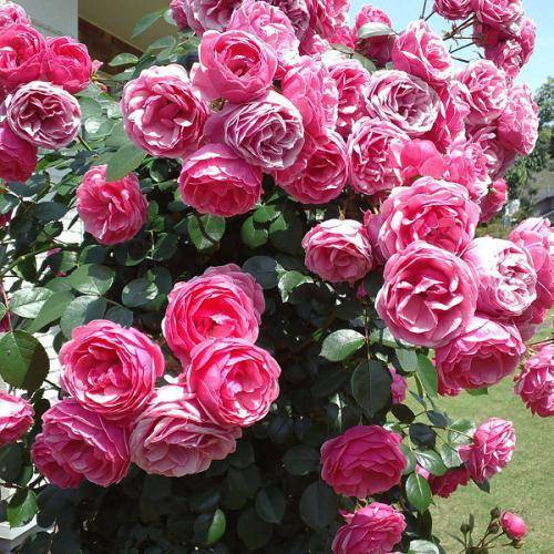 艾拉绒球月季耐阴吗