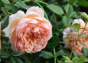 直立灌木月季经典品种