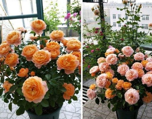 果汁阳台和珊瑚果冻哪个耐阴