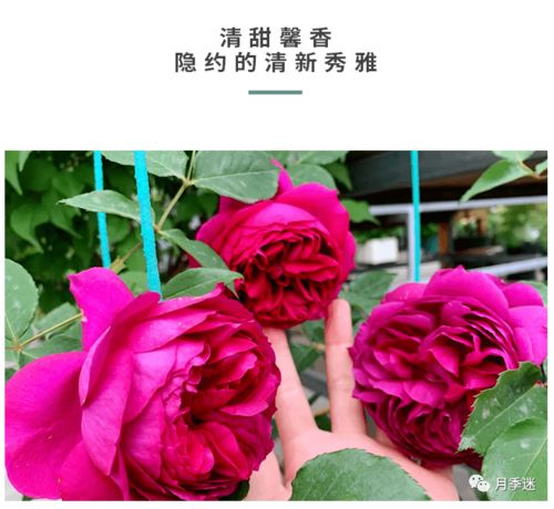 秋日胭脂月季和皇家胭脂哪种好