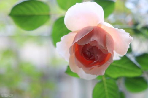 蓝色风暴是藤本还是灌木