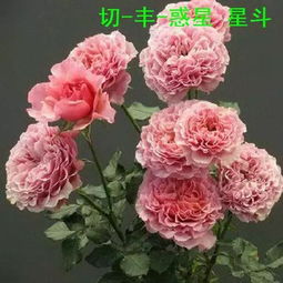 切花月季是藤本还是灌木