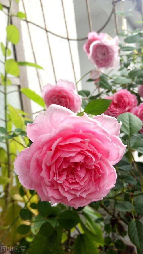 甜蜜马车月季是藤本还是灌木