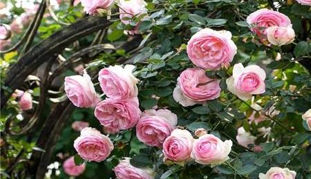 十大爬藤月季排名优缺点