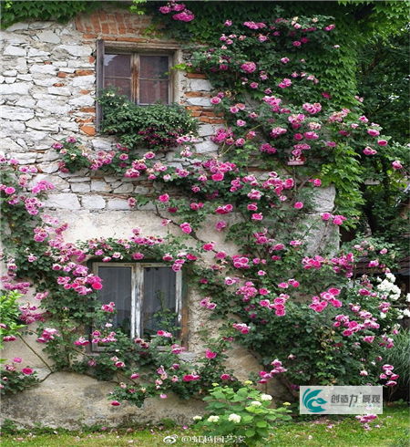 适合庭院种的低矮花卉