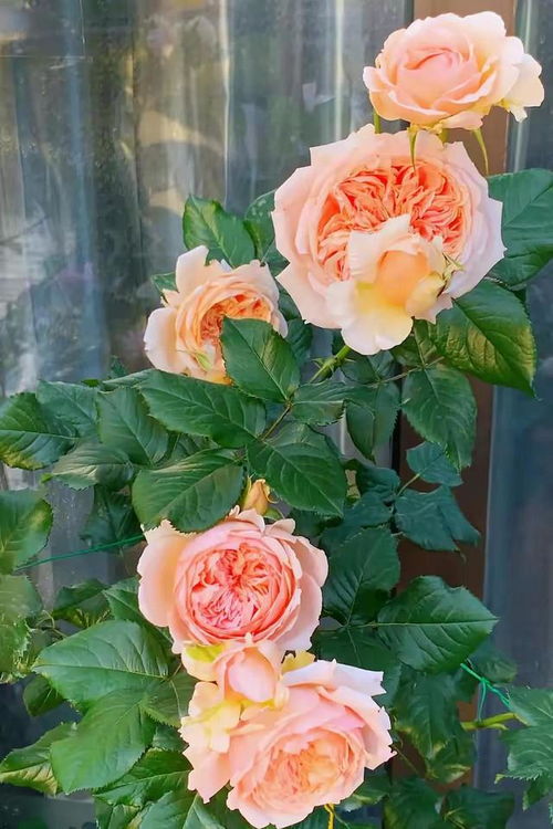 月季棒棒糖好养吗