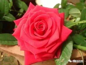 切花月季是玫瑰吗