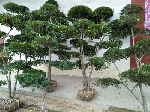 河南小刺柏 绿海苗圃自产自销 小刺柏养护