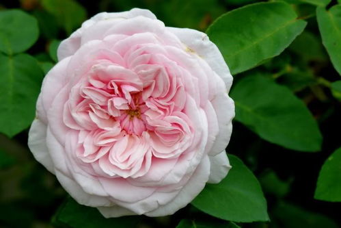 被月季花刺扎后剧痛