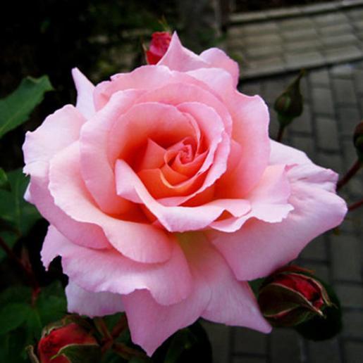 哪个品种的月季花开的花最大