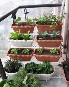 十大阳台月季排名