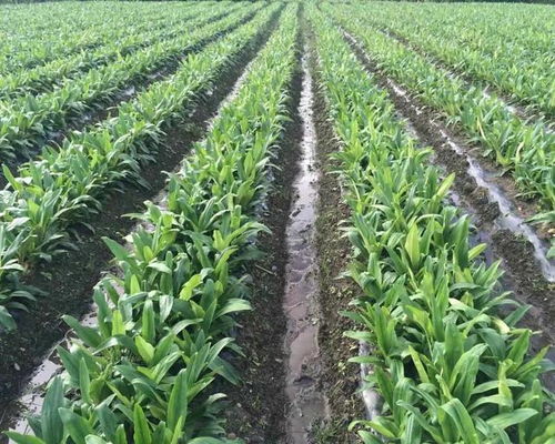 未来10大暴利种植