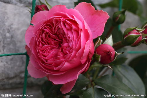 月季粉色达芬奇优缺点