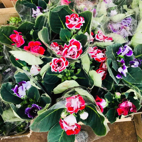 适合在阳台暴晒的植物