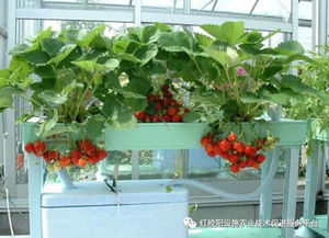 日本天价草莓如何种植出来的 参考手册