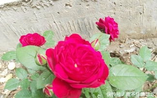 粉色达芬奇是多季开花吗