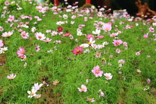 生命力很强好养活的花