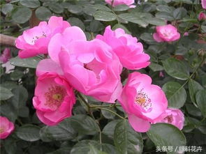 广州种安吉拉还是胭脂扣好