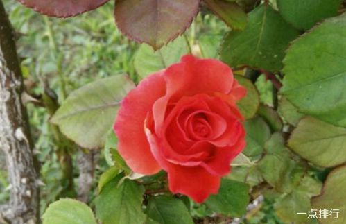 十大爬藤月季排名勤花