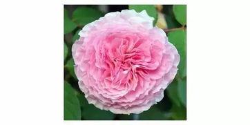 詹姆斯高威月季花的特点